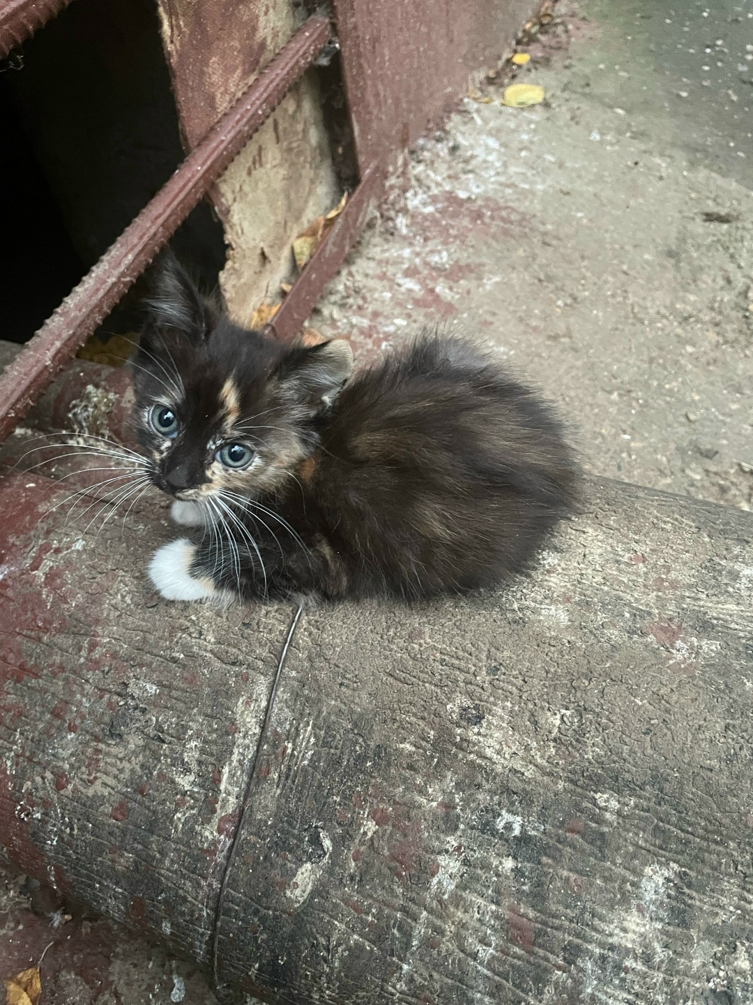 Найдена собака в Смоленске — фото объявления