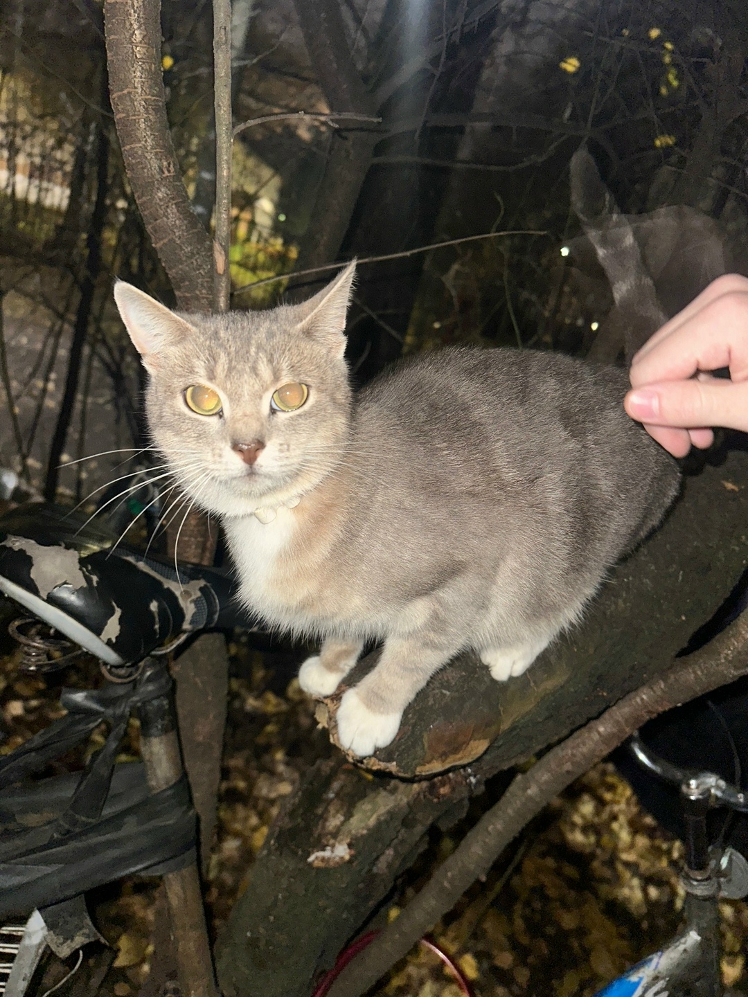 Найдена собака в Смоленске — фото объявления