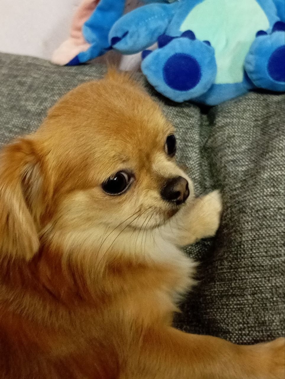 Найдена собака в Смоленске — фото объявления