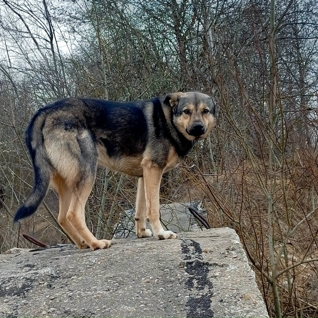 Найдена собака в Смоленске — фото объявления