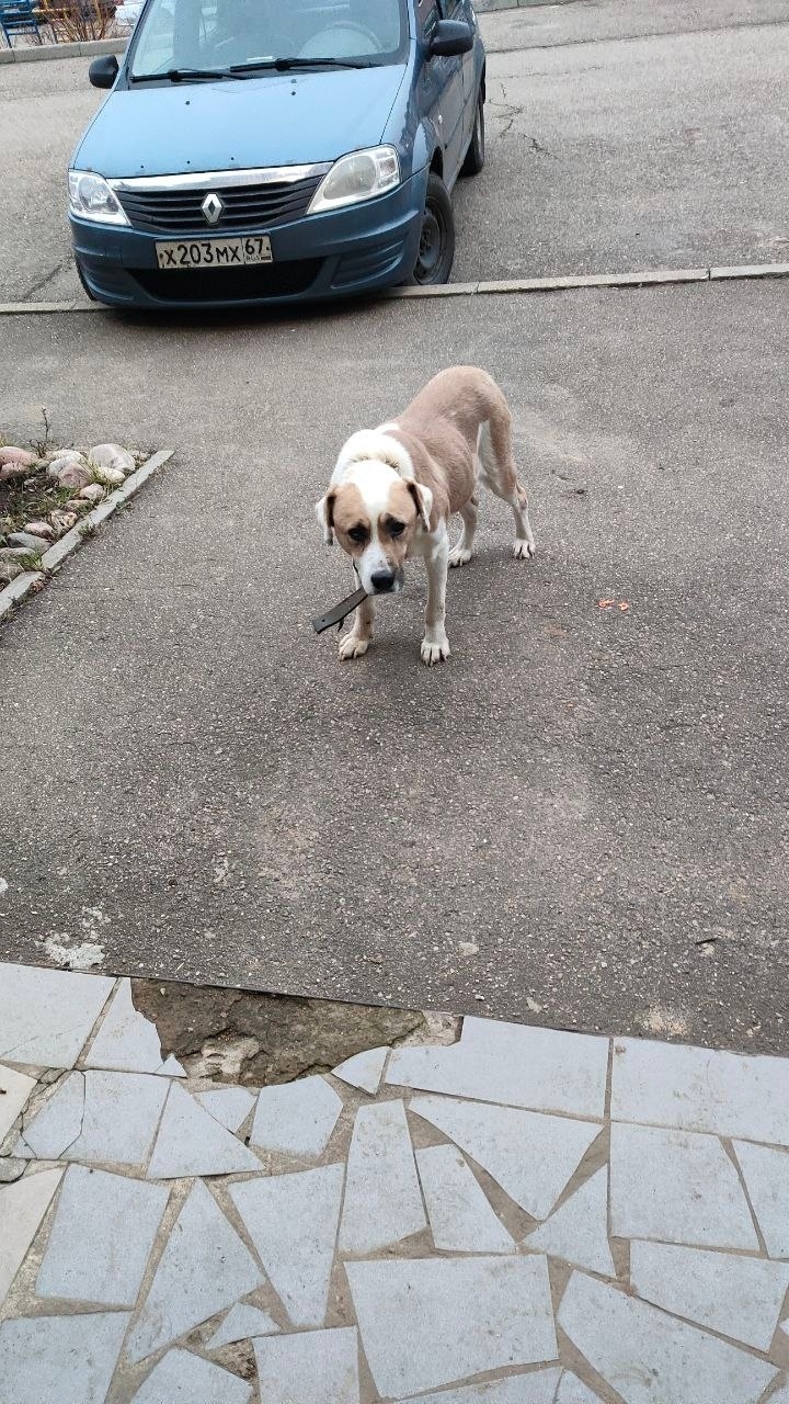 Найдена собака в Смоленске — фото объявления