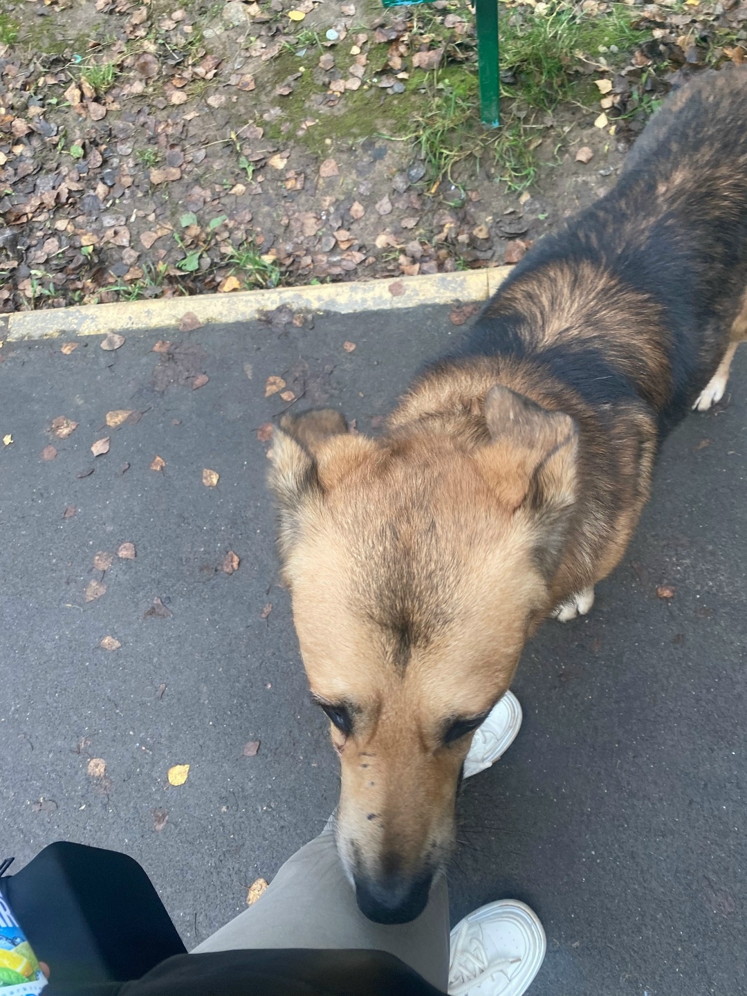 Найдена собака в Смоленске — фото объявления