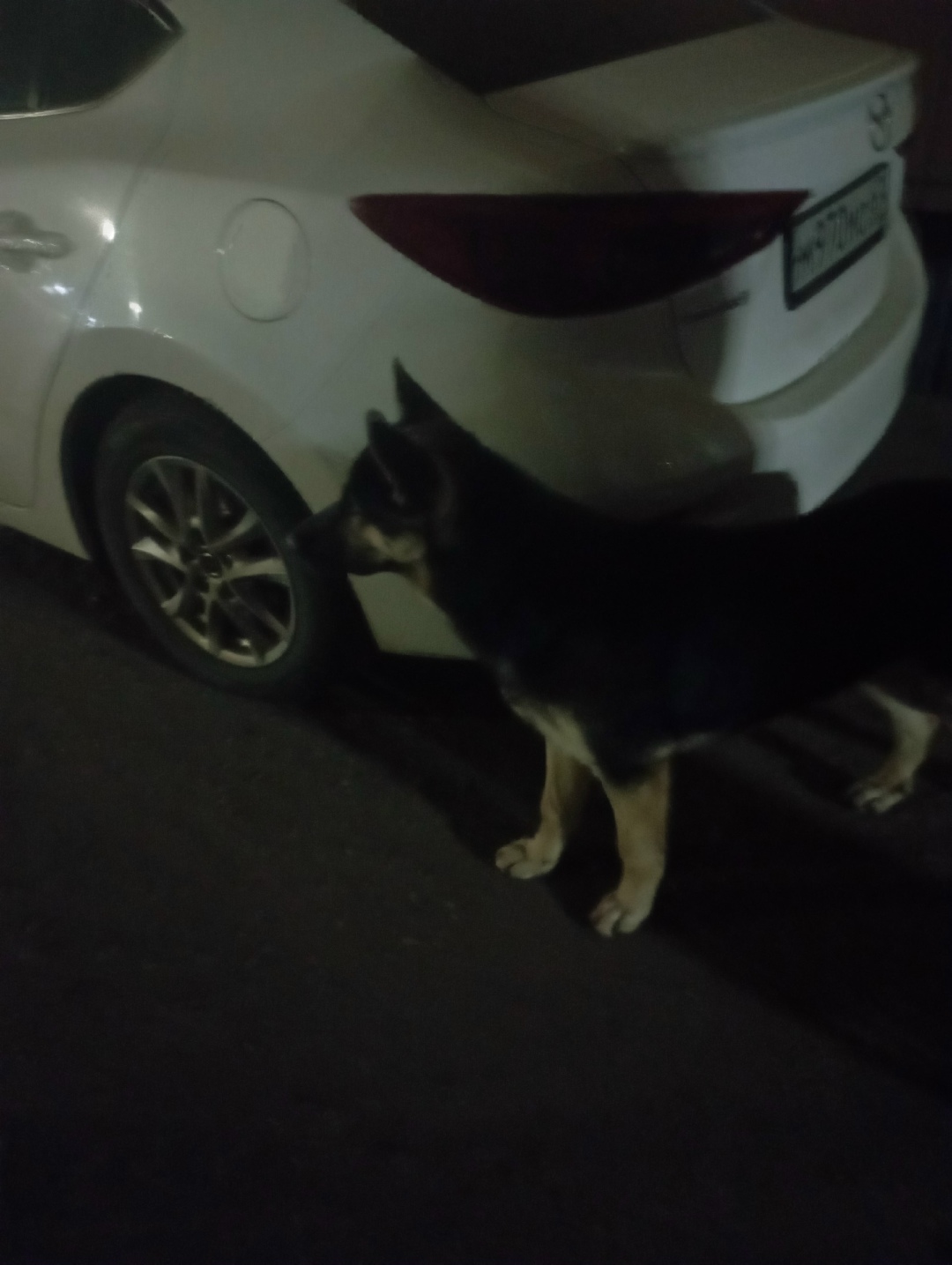 Найдена собака в Смоленске — фото объявления