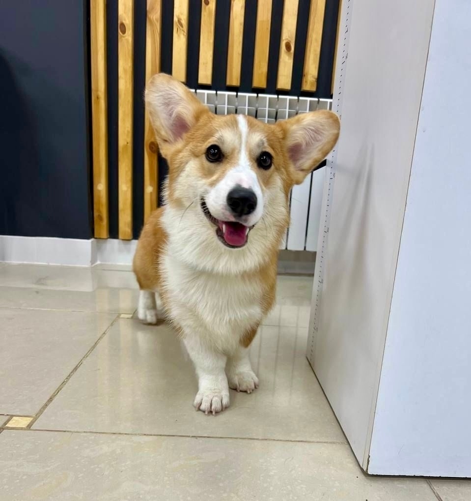 Найдена собака в Смоленске — фото объявления