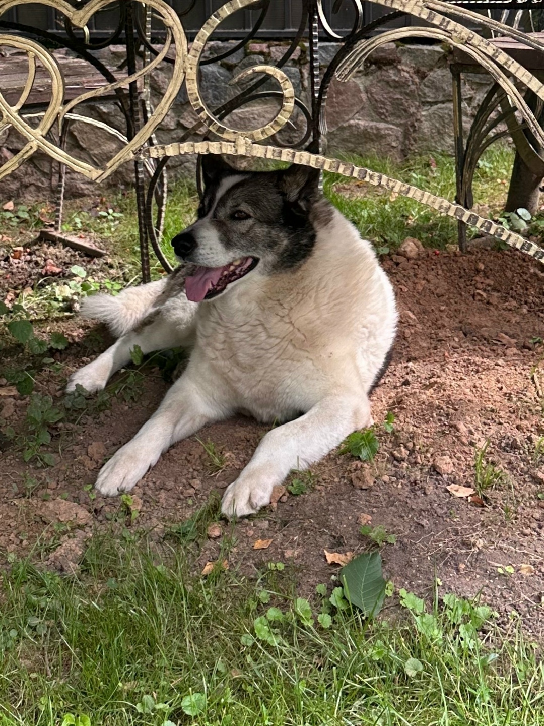 Найдена собака в Смоленске — фото объявления