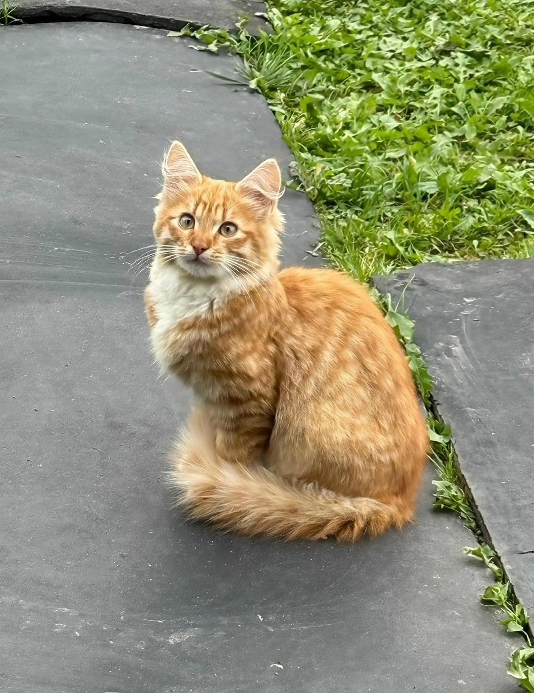 Найдена собака в Смоленске — фото объявления