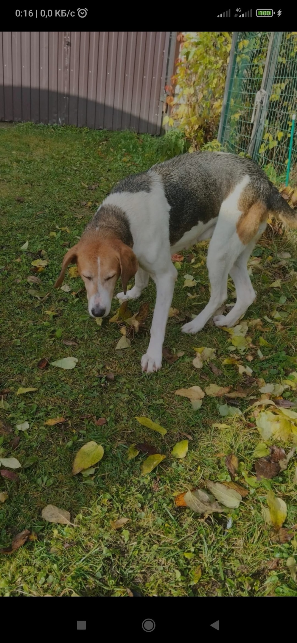 Найдена собака в Смоленске — фото объявления