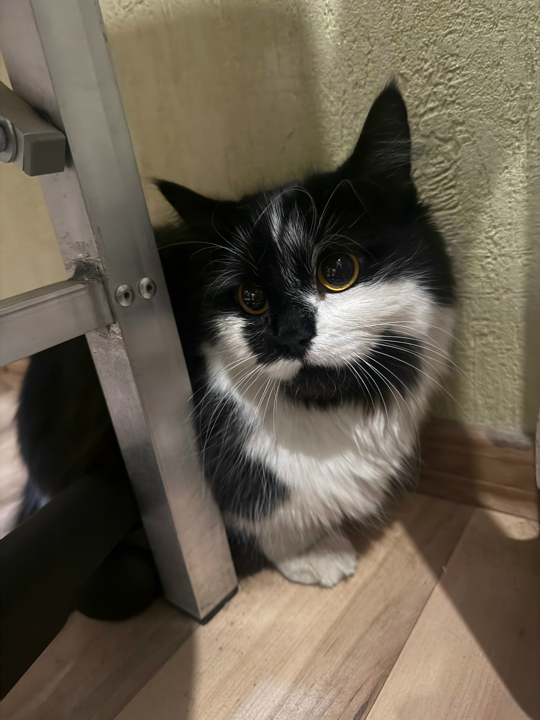 Найдена собака в Смоленске — фото объявления