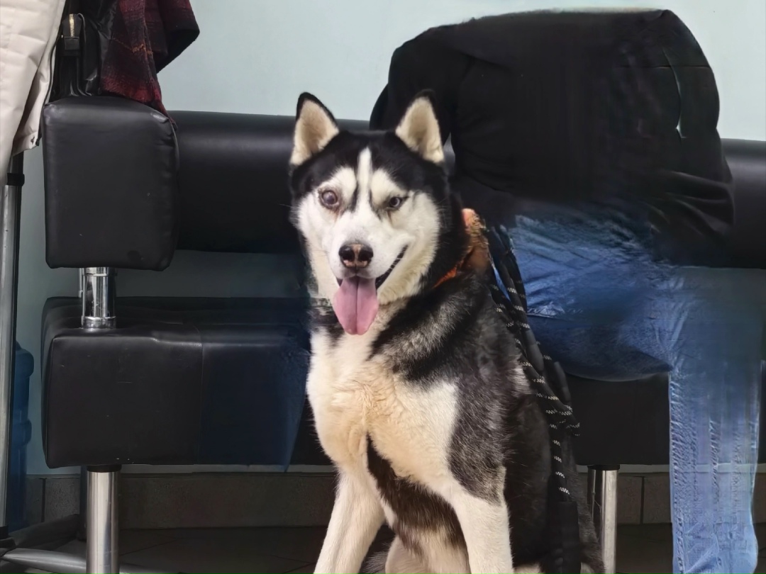 Найдена собака в Смоленске — фото объявления