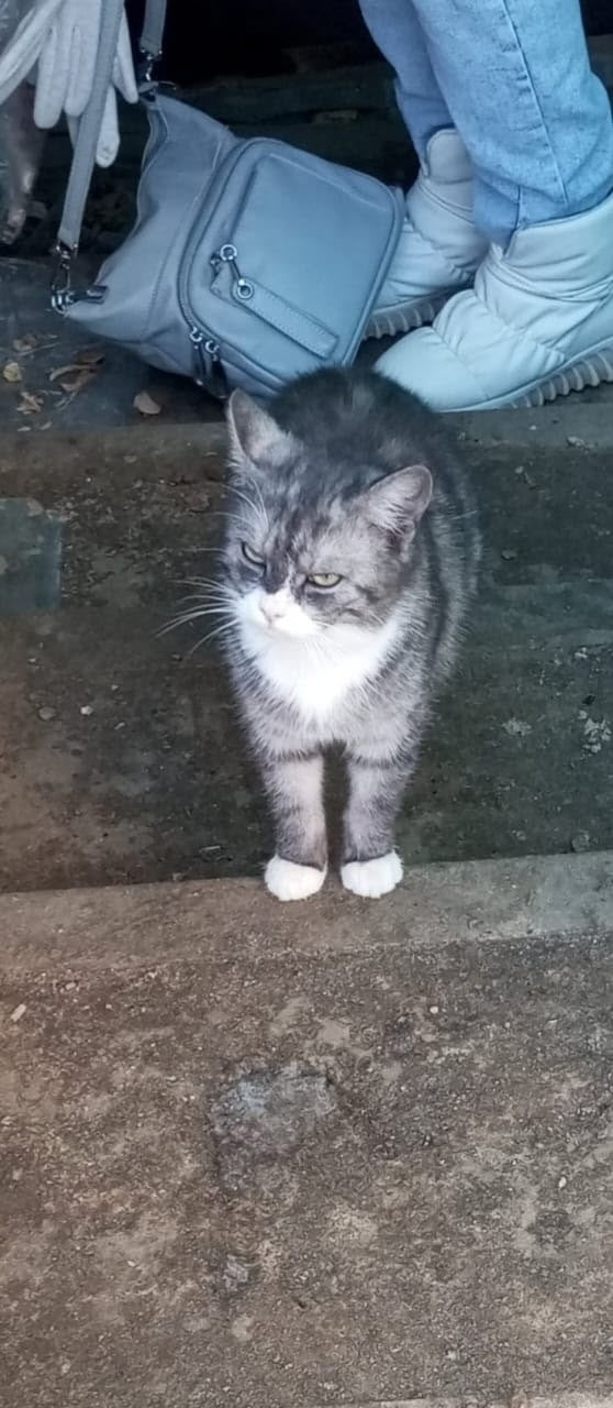 Найдена собака в Смоленске — фото объявления