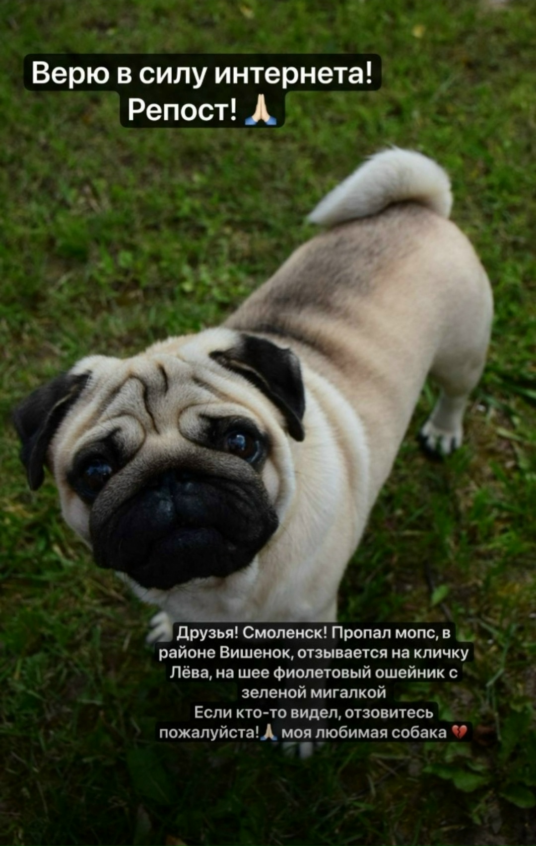 Пропала собака в Смоленске — фото объявления