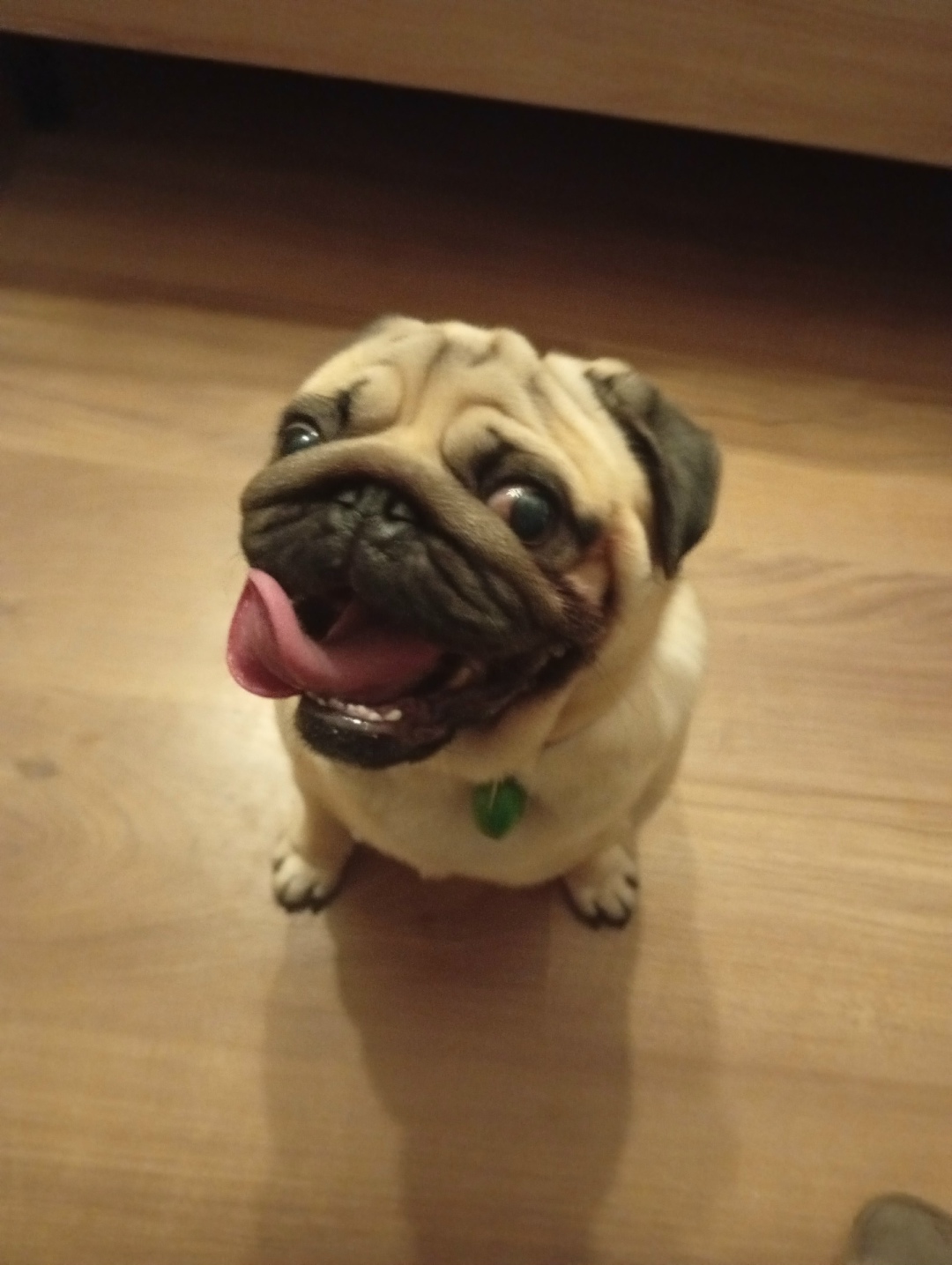 Найдена собака в Смоленске — фото объявления