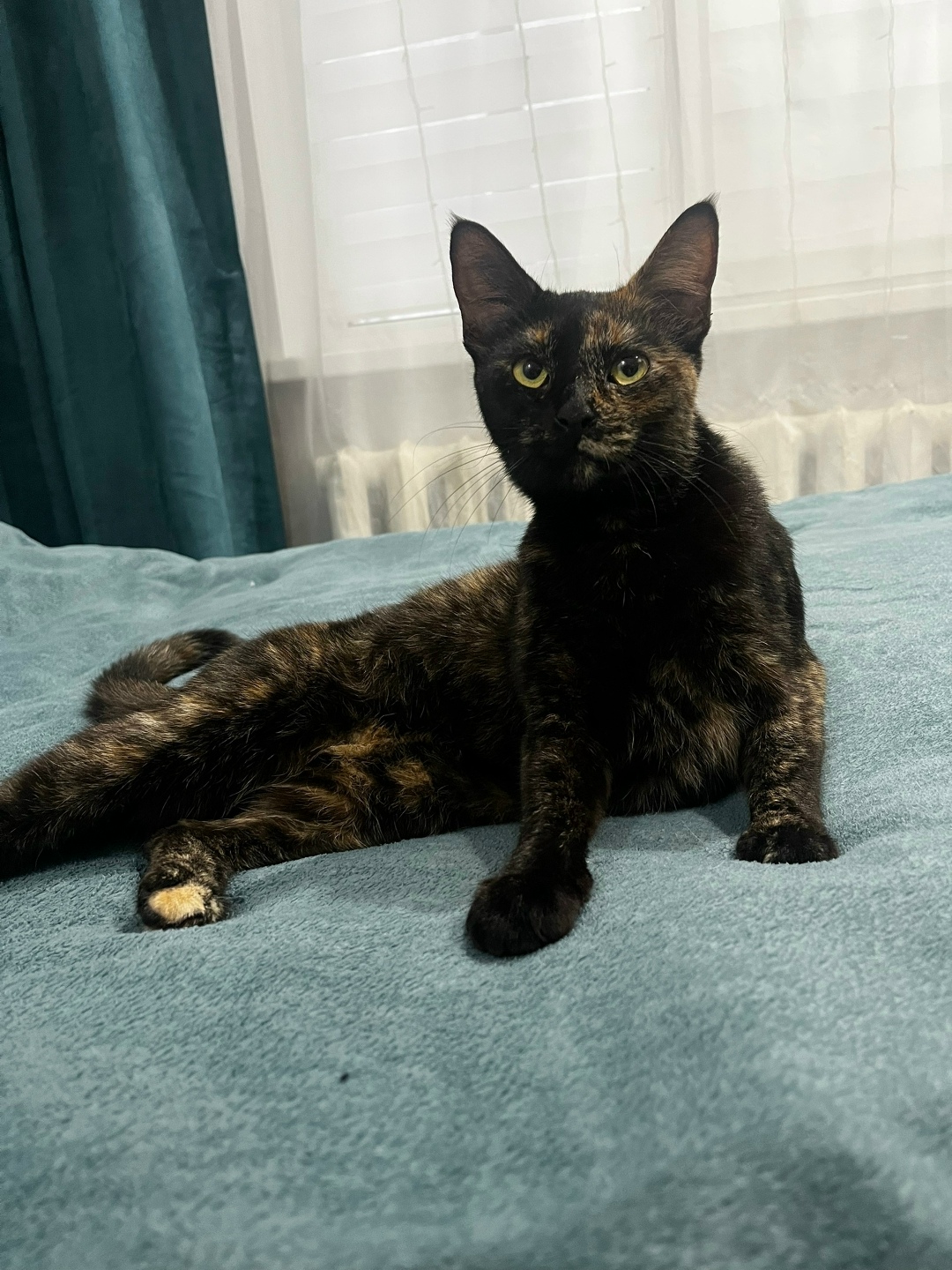 Найдена собака в Смоленске — фото объявления