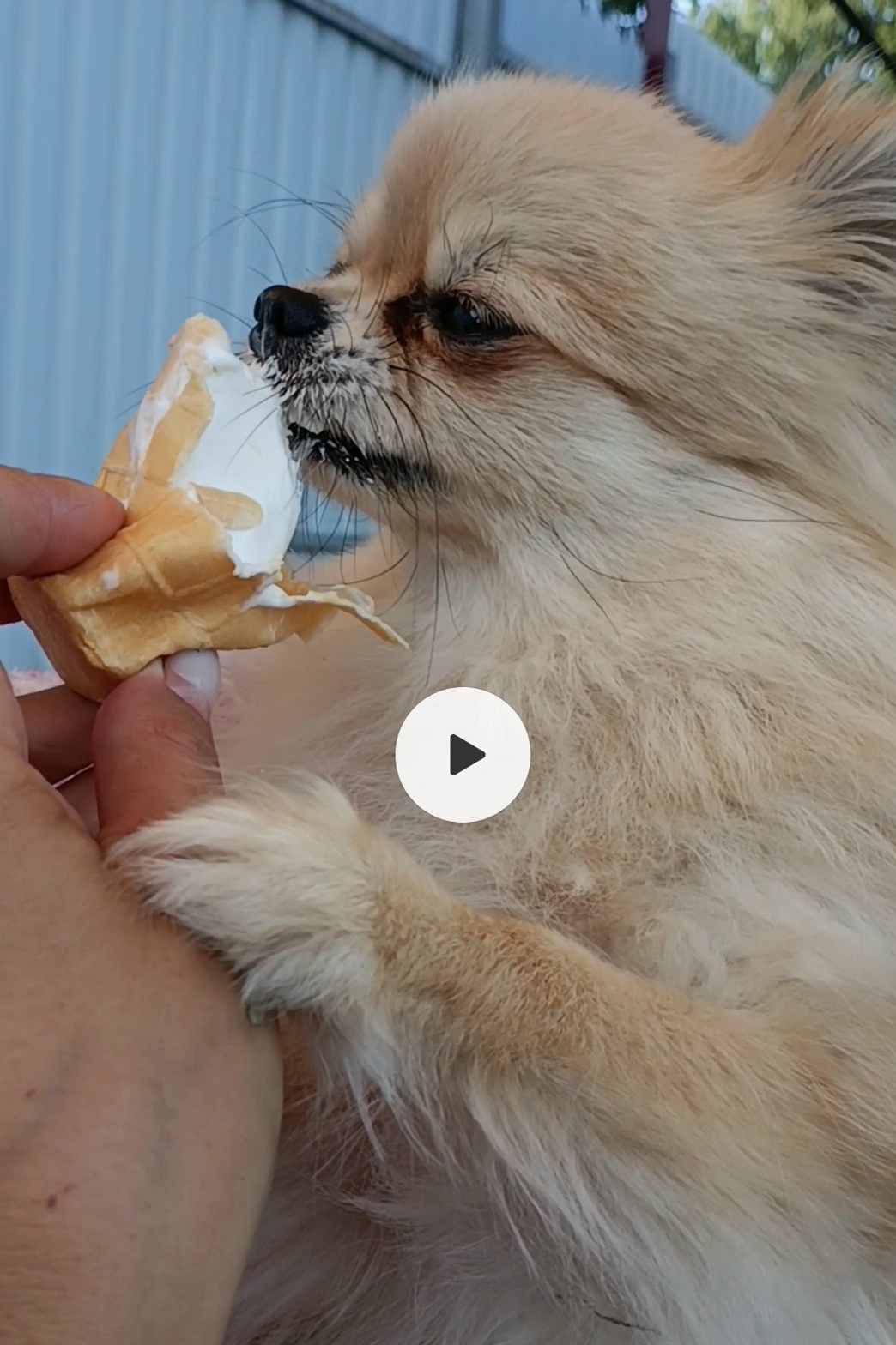 Найдена собака в Смоленске — фото объявления