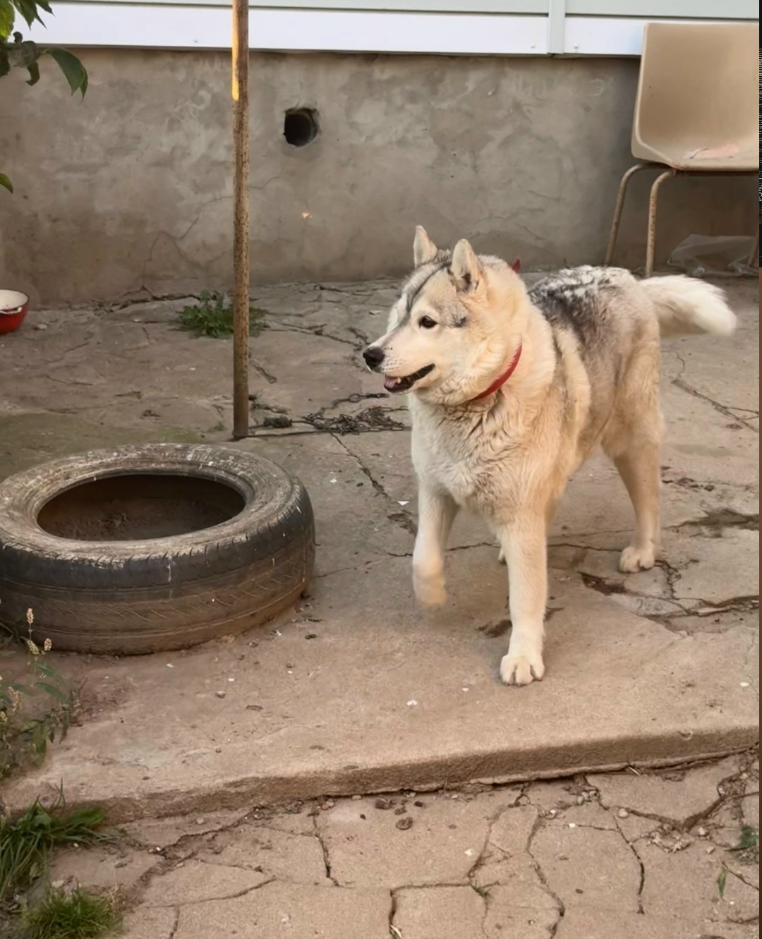 Найдена собака в Смоленске — фото объявления