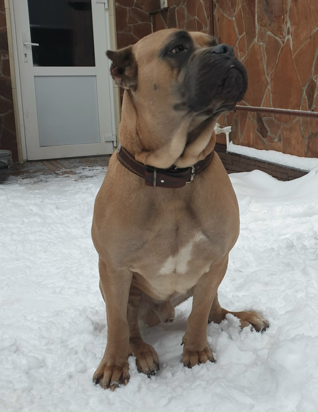 Найдена собака в Смоленске — фото объявления