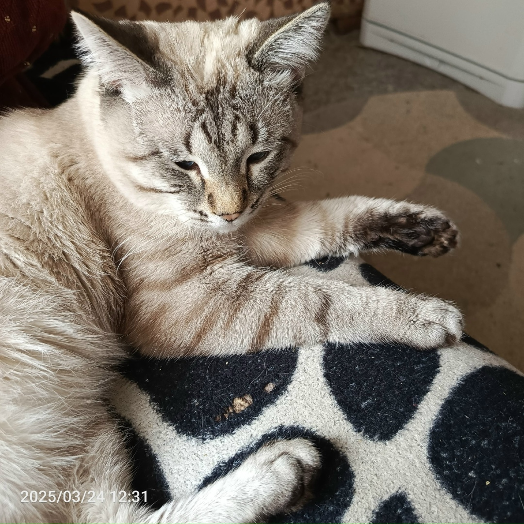 Найдена собака в Смоленске — фото объявления