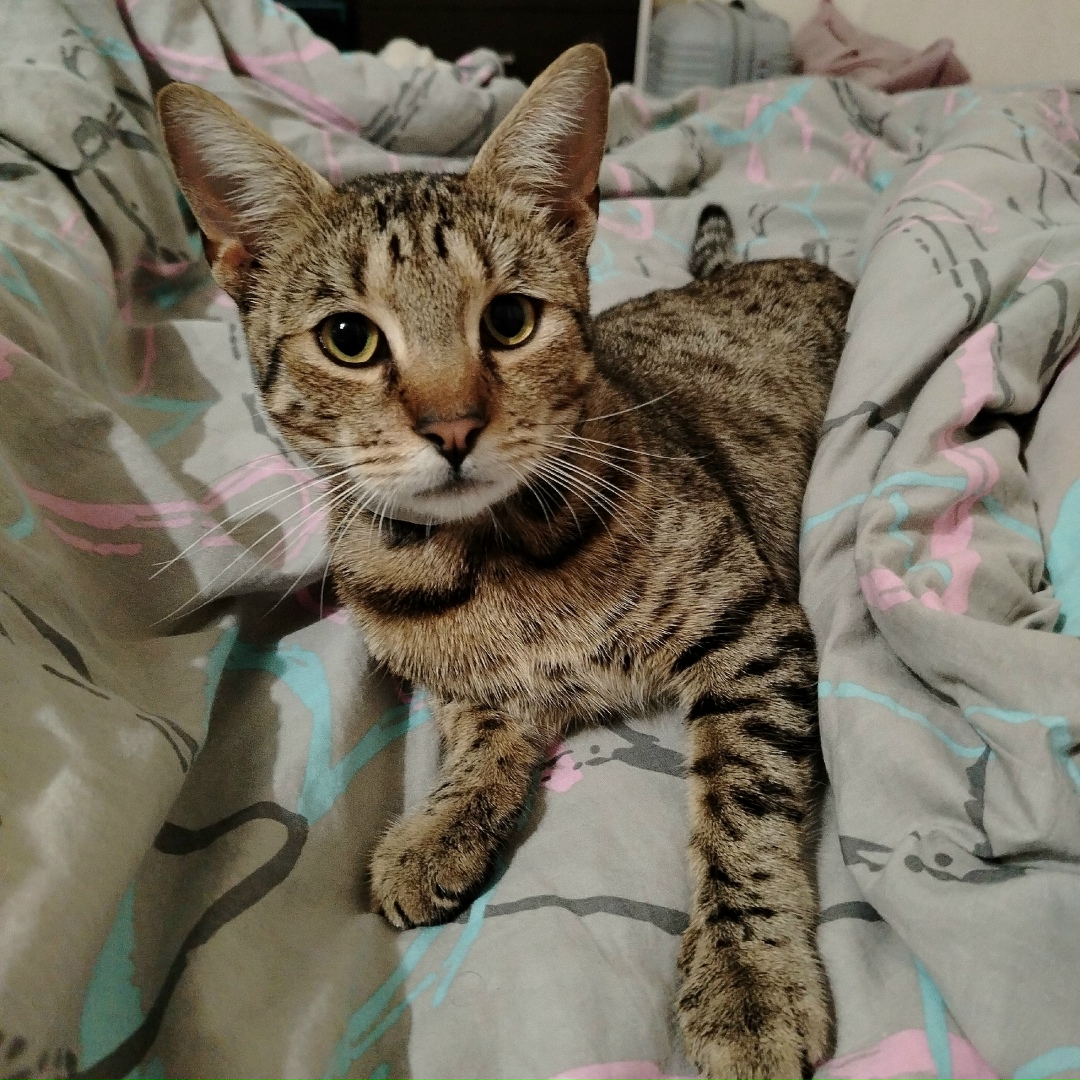 Найдена собака в Смоленске — фото объявления