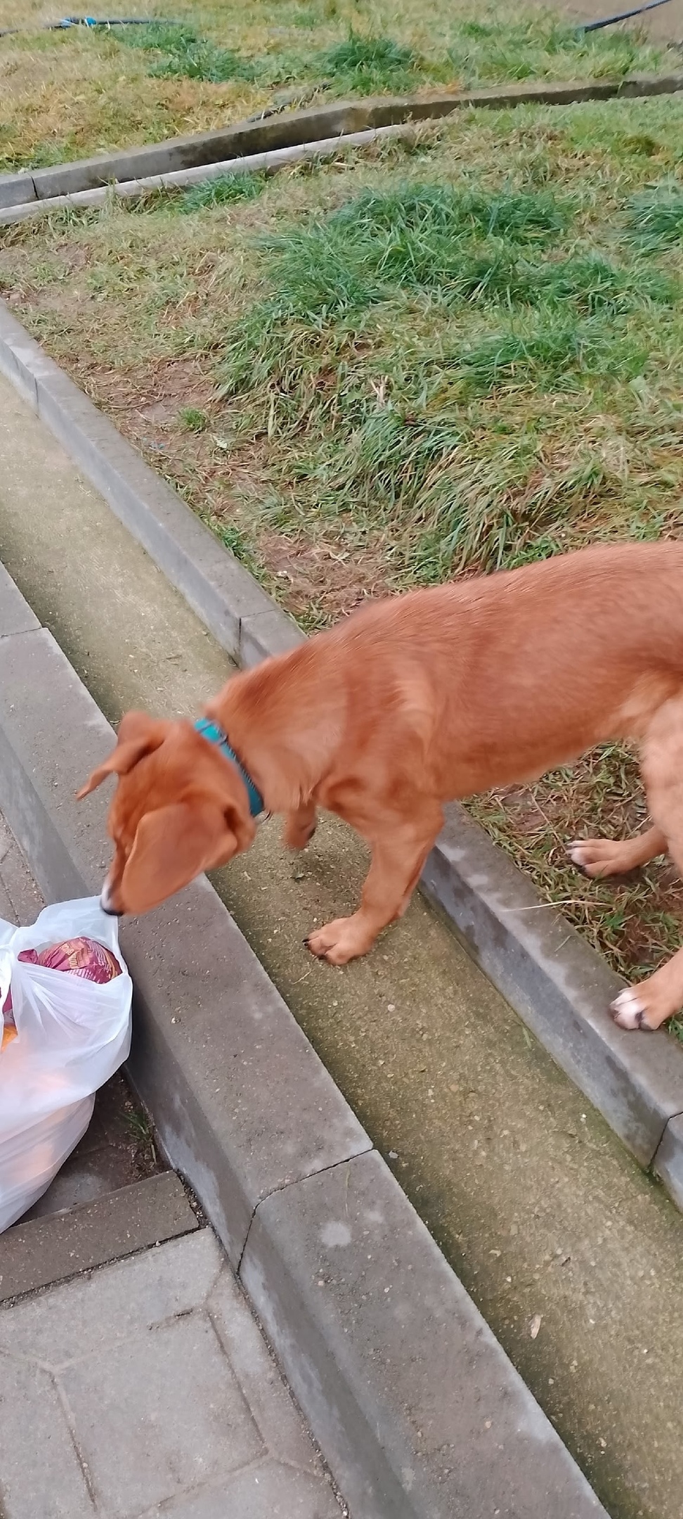Найдена собака в Смоленске — фото объявления