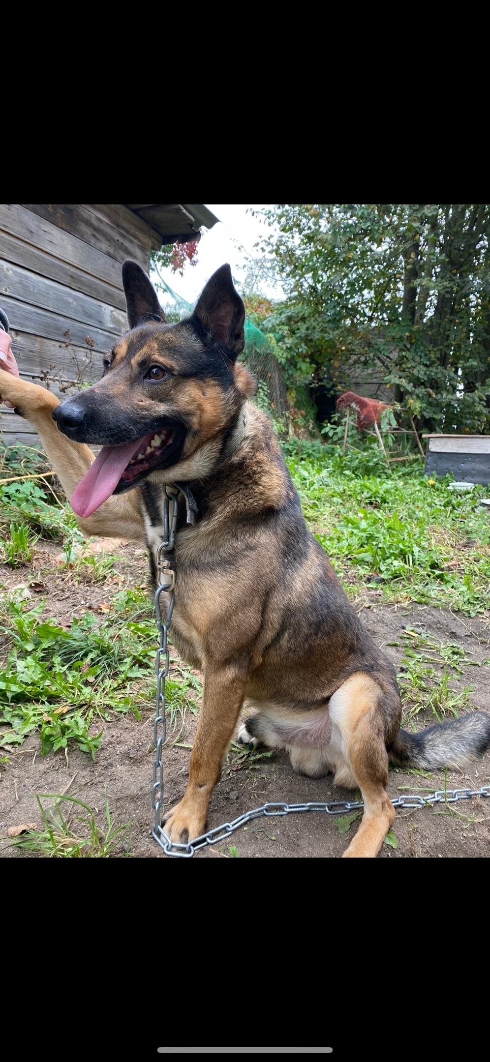 Найдена собака в Смоленске — фото объявления