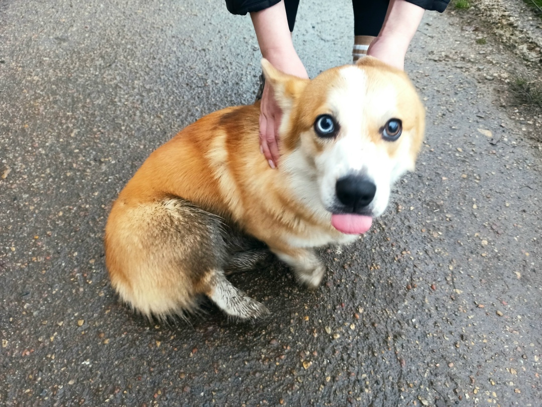 Найдена собака в Смоленске — фото объявления