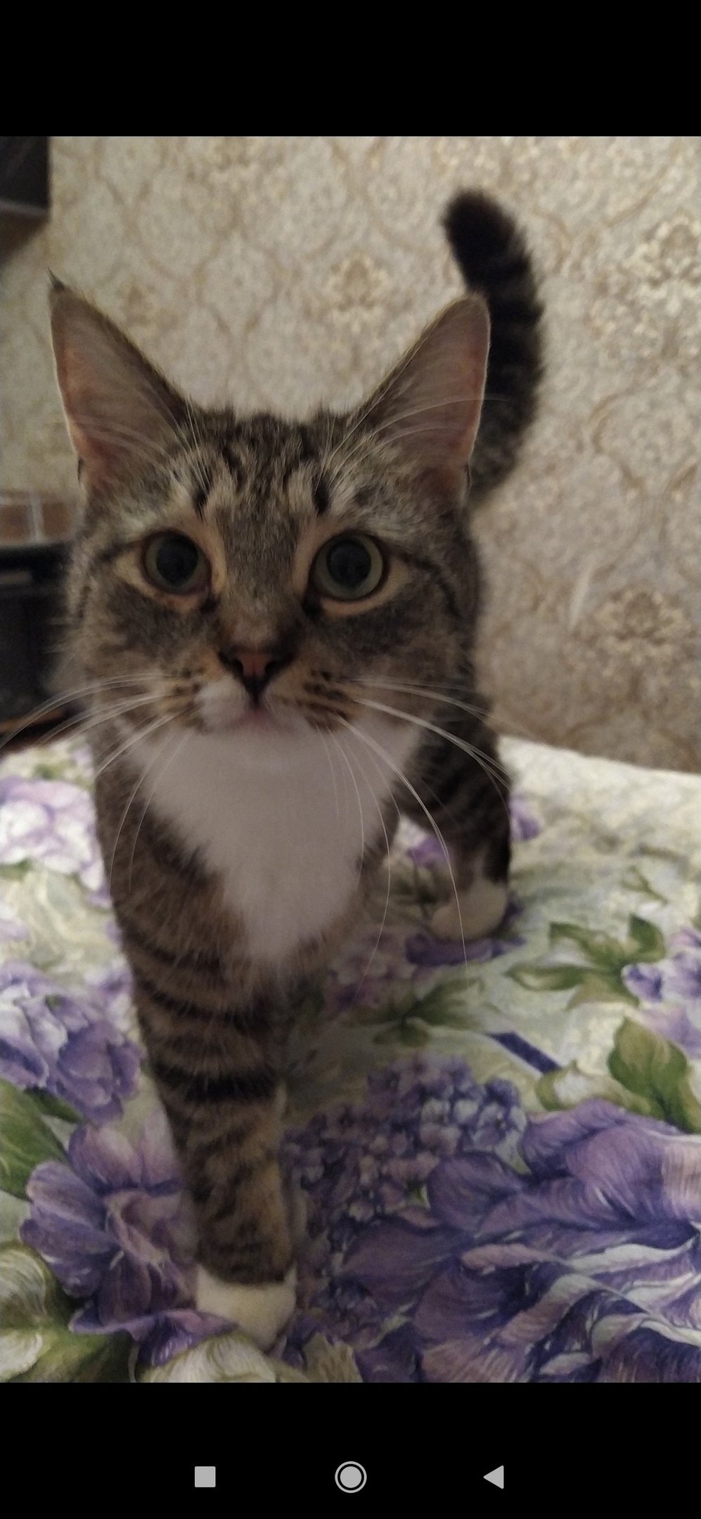 Найдена собака в Смоленске — фото объявления