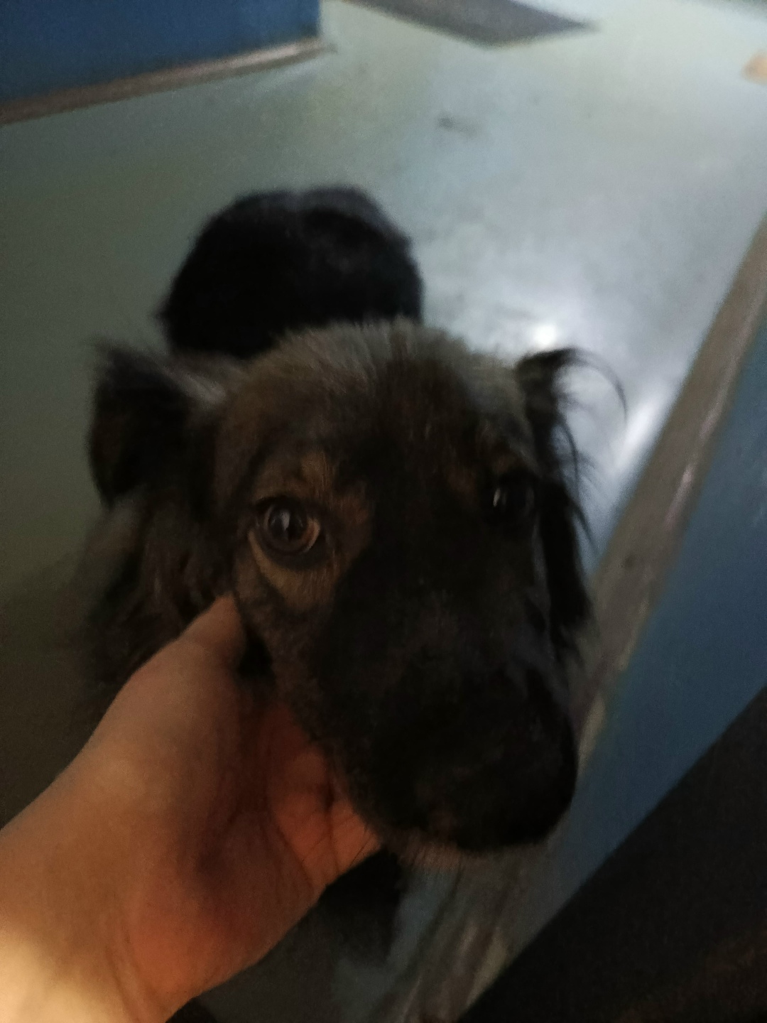 Найдена собака в Смоленске — фото объявления