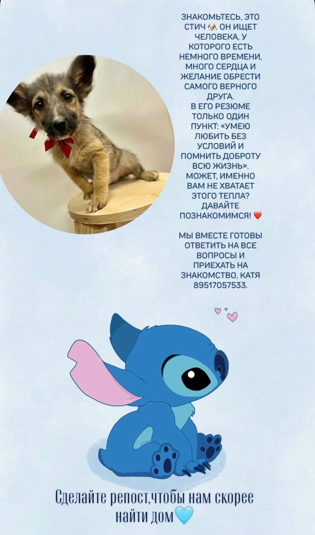 Найдена собака в Смоленске — фото объявления