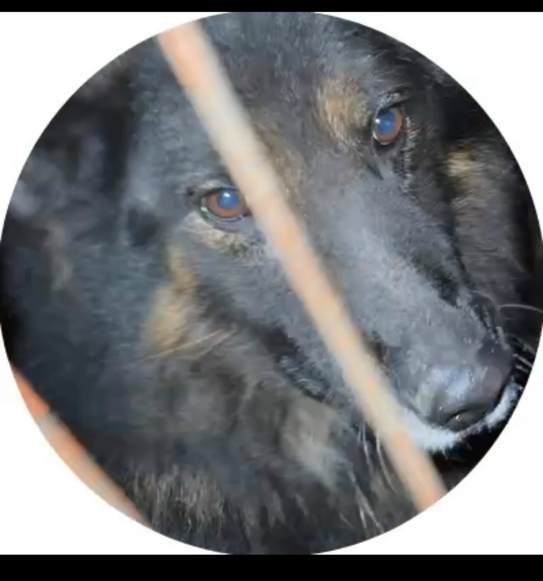 Найдена собака в Смоленске — фото объявления