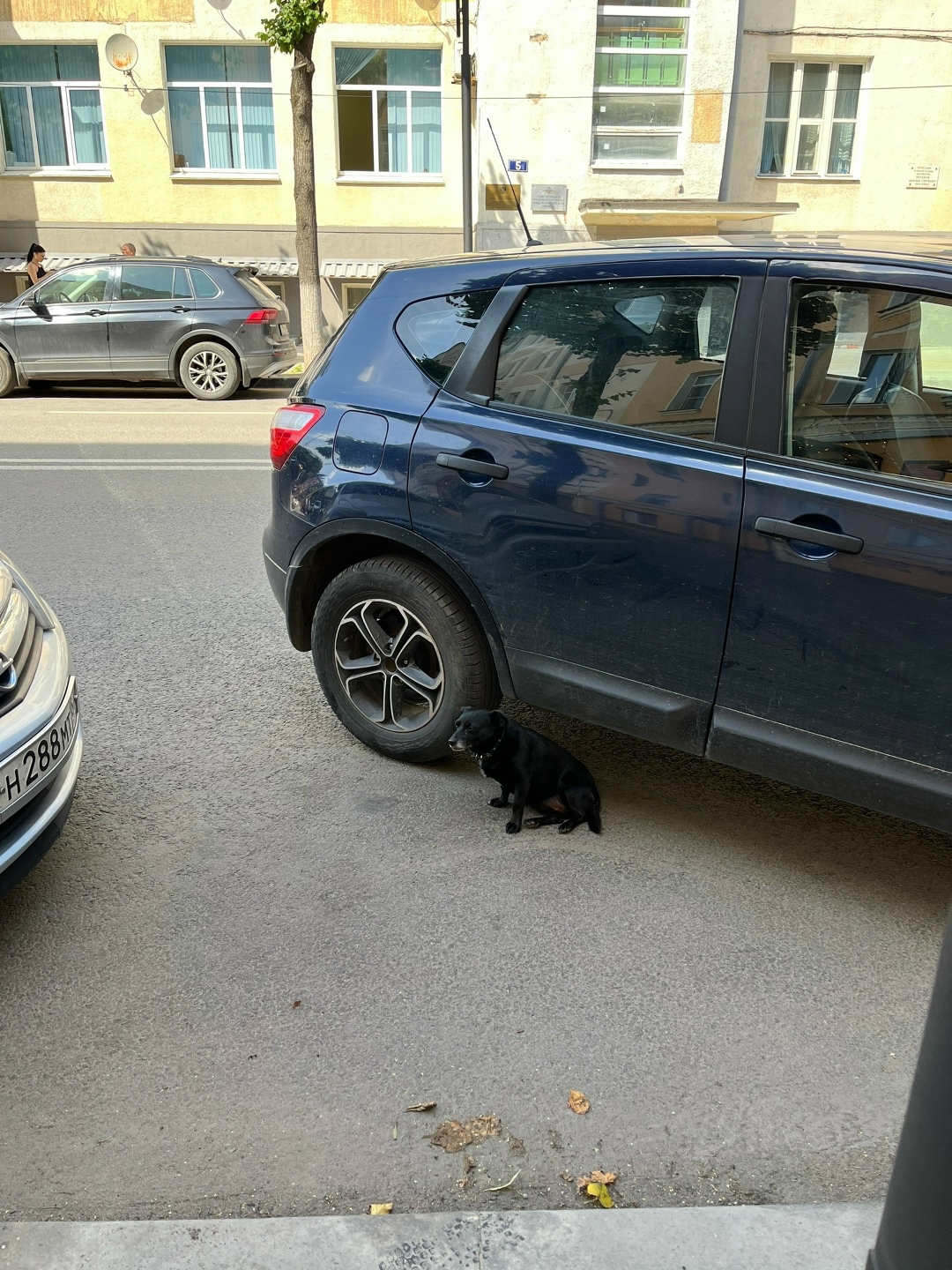 Найдена собака в Смоленске — фото объявления