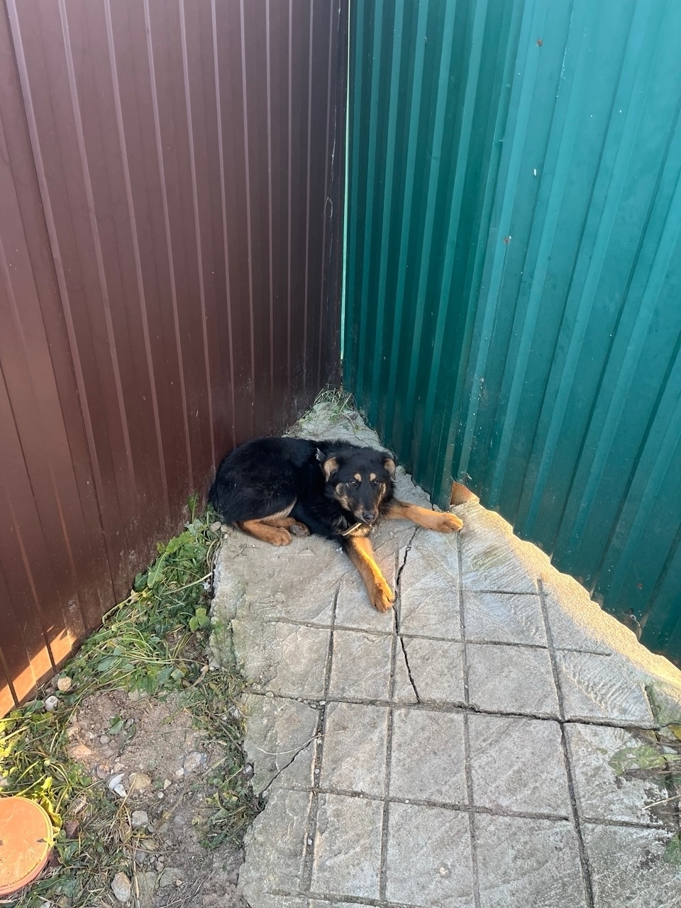 Найдена собака в Смоленске — фото объявления