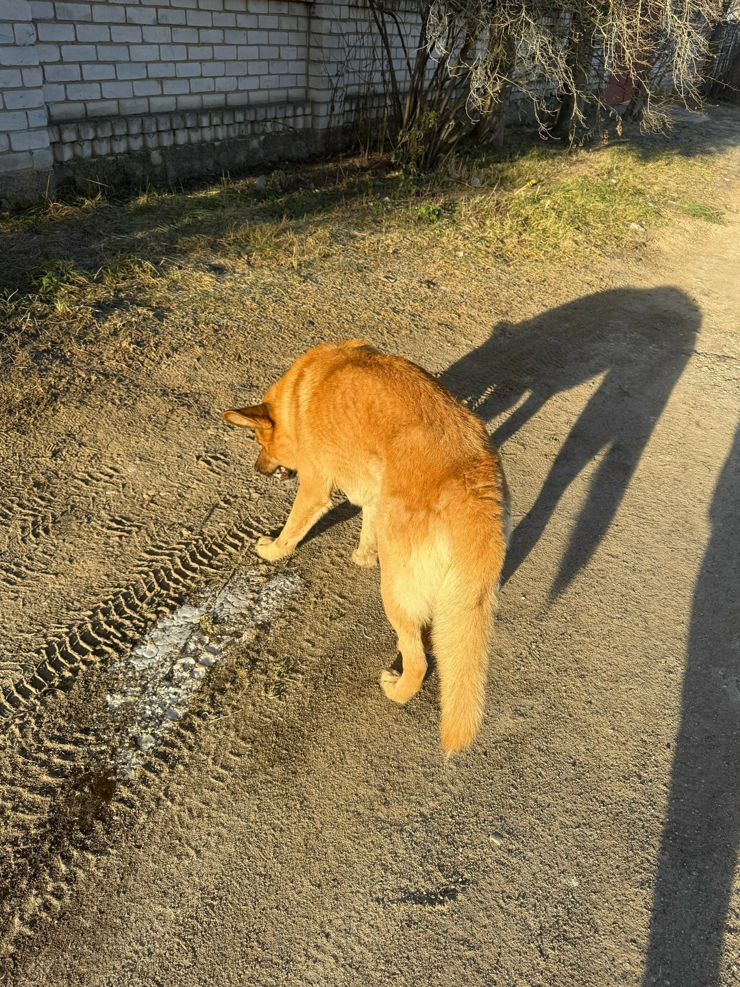 Найдена собака в Смоленске — фото объявления