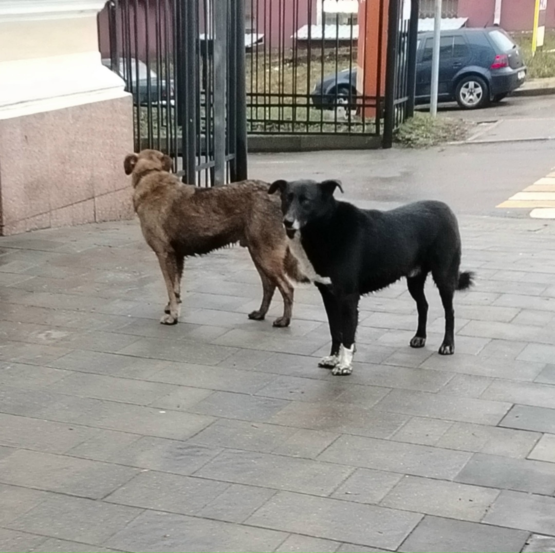 Пропала собака в Смоленске — фото объявления