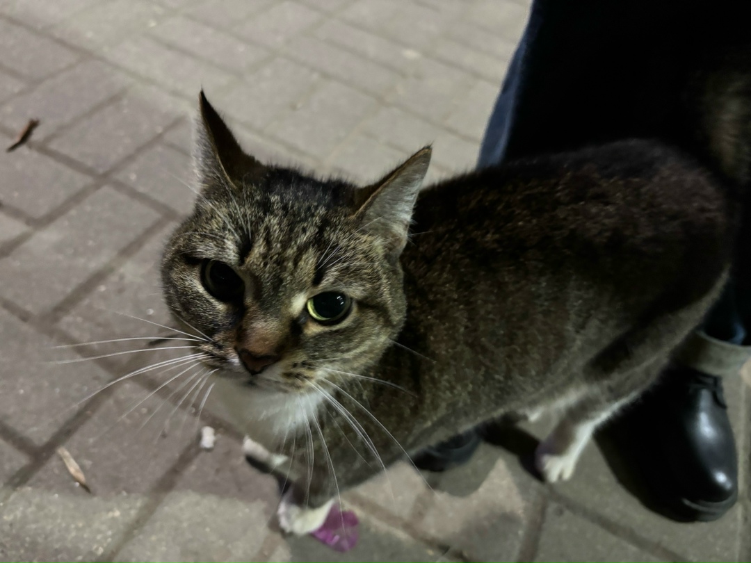 Найдена кошка в Смоленске — фото объявления