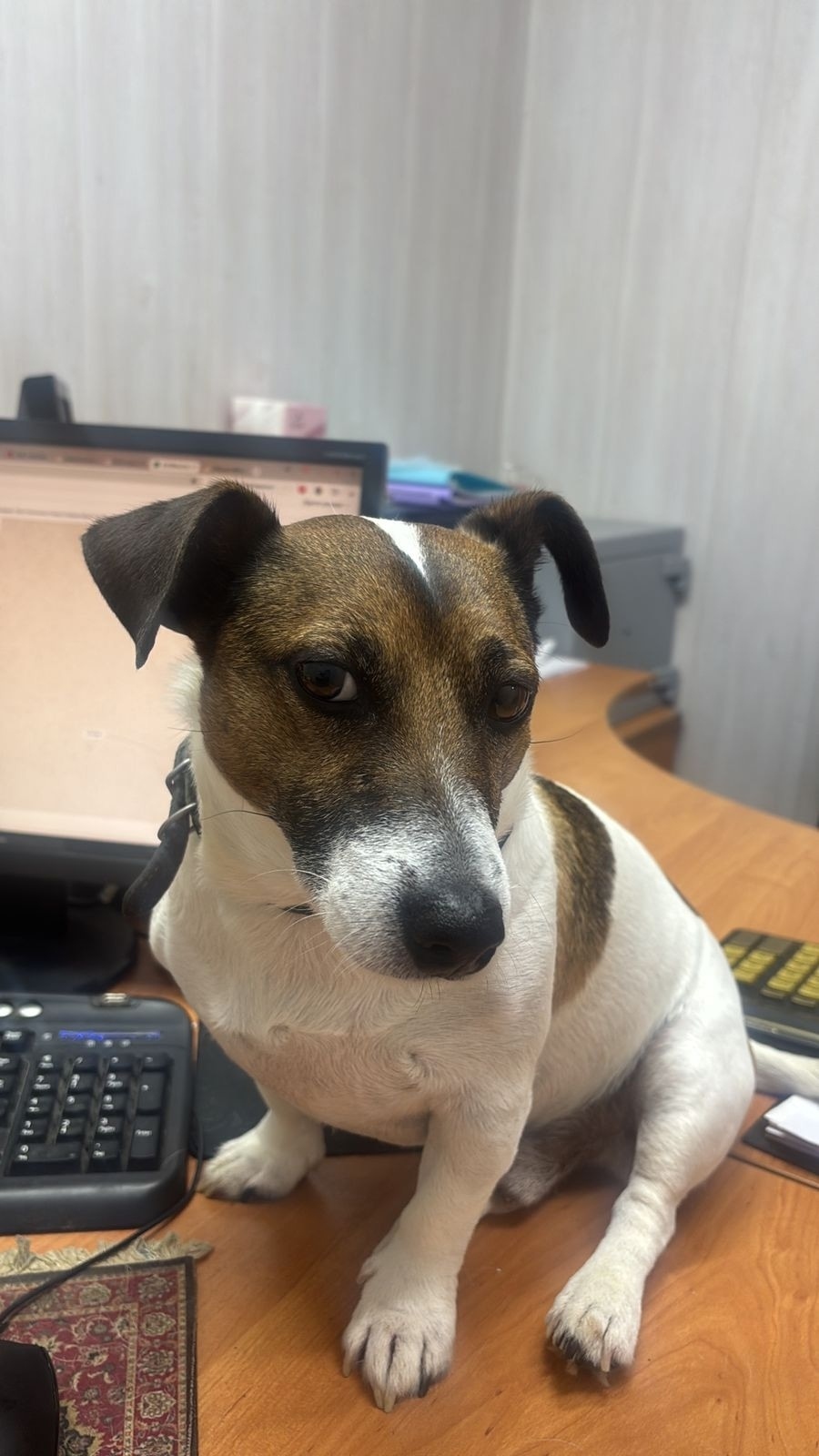 Пропала собака в Смоленске — фото объявления