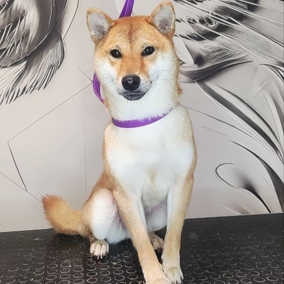 Пропала собака в Смоленске — фото объявления