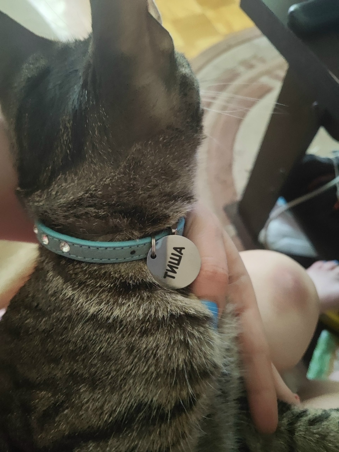 Найдена собака в Смоленске — фото объявления