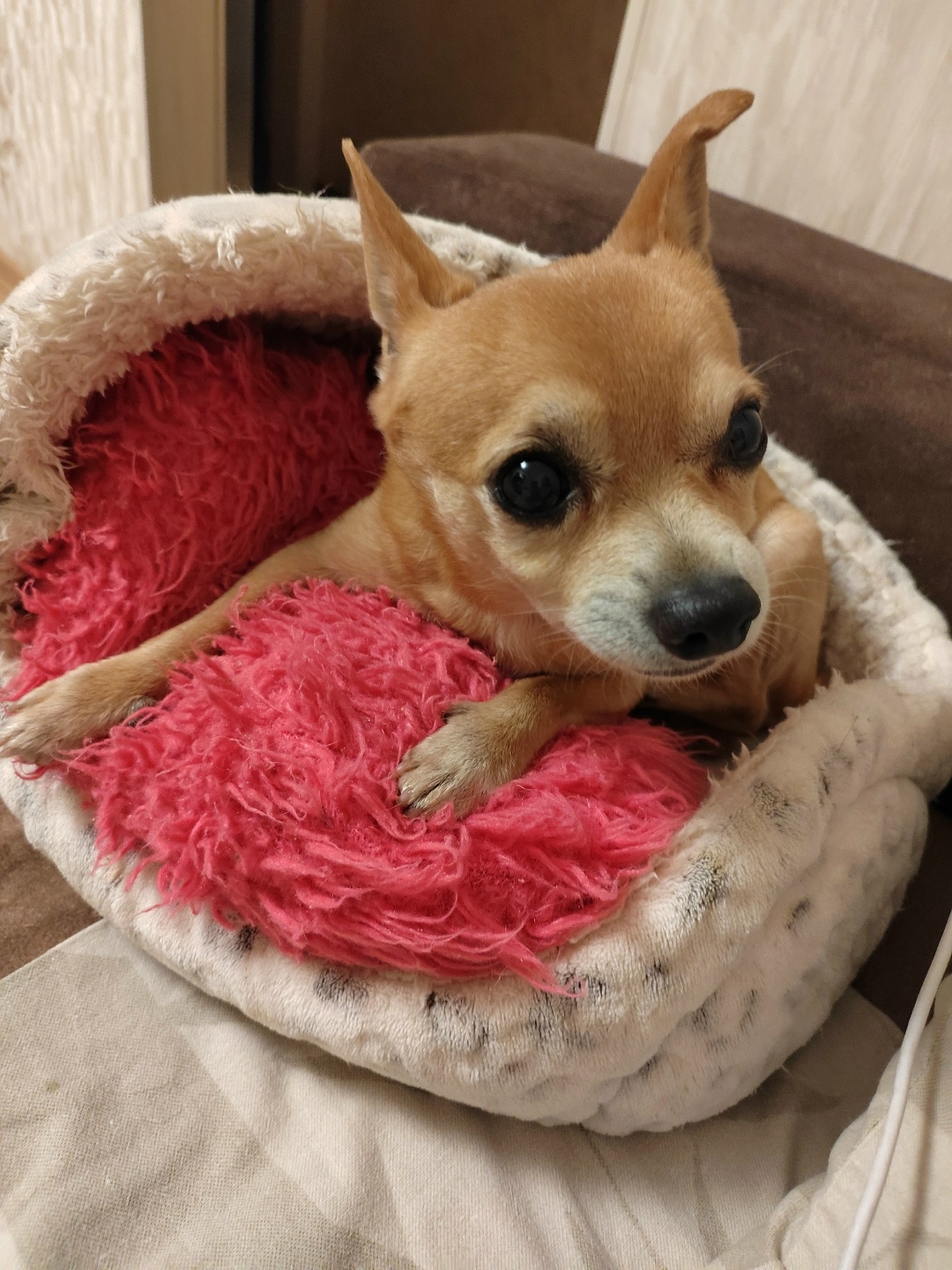 Пропала собака в Смоленске — фото объявления