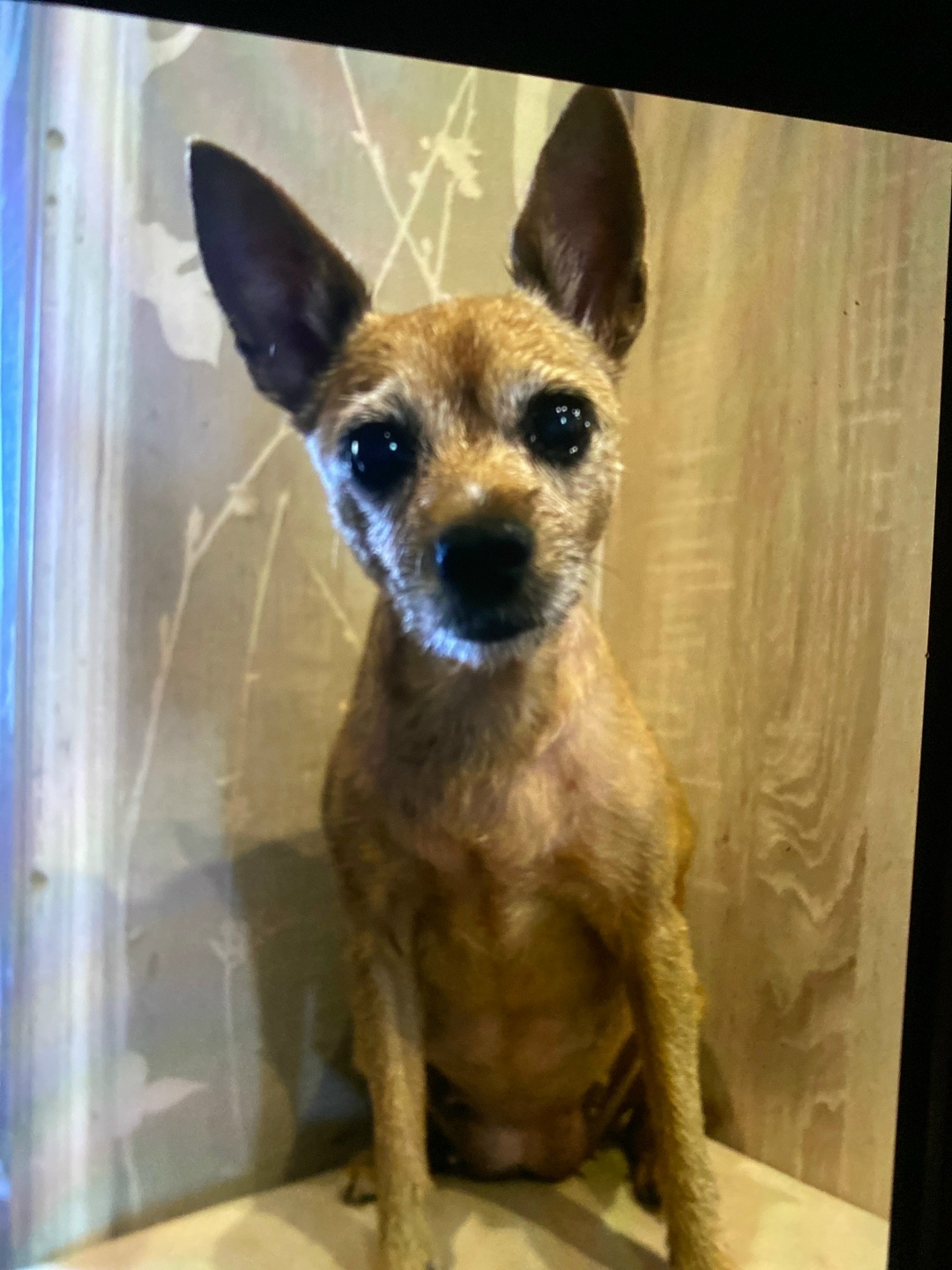 Пропала собака в Смоленске — фото объявления