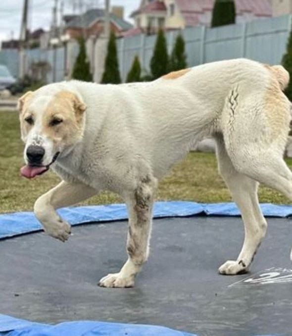 Пропала собака в Смоленске — фото объявления