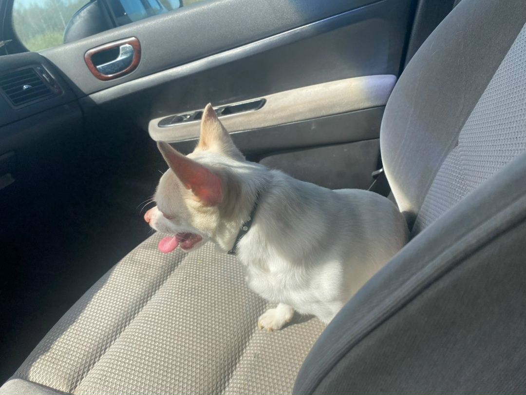 Найдена собака в Смоленске — фото объявления