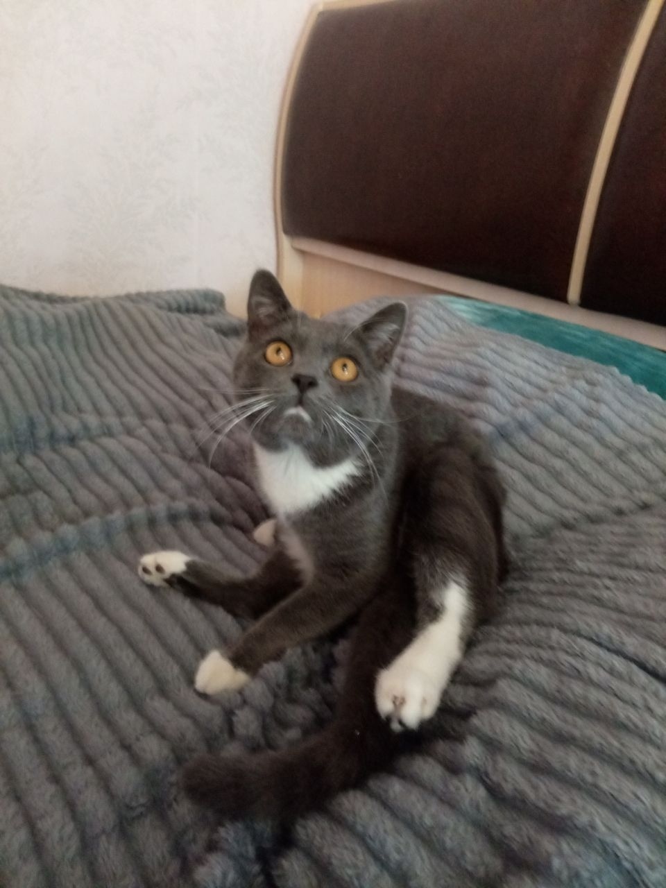 Пропала кошка в Смоленске — фото объявления