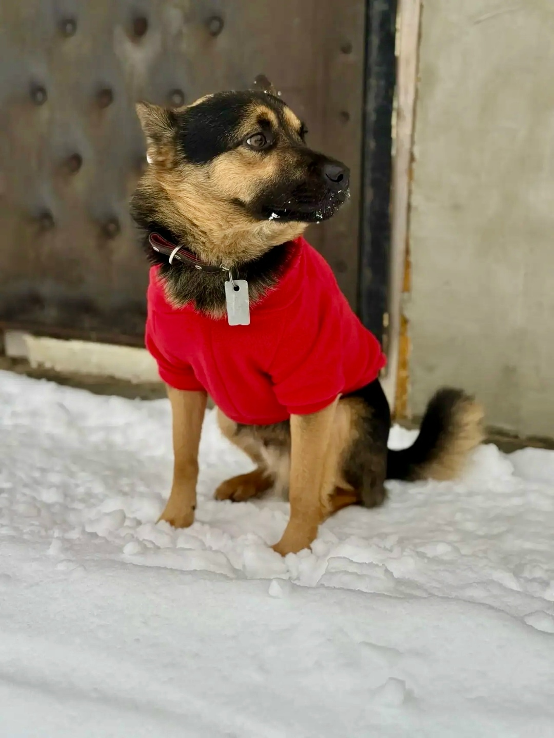 Найдена собака в Смоленске — фото объявления