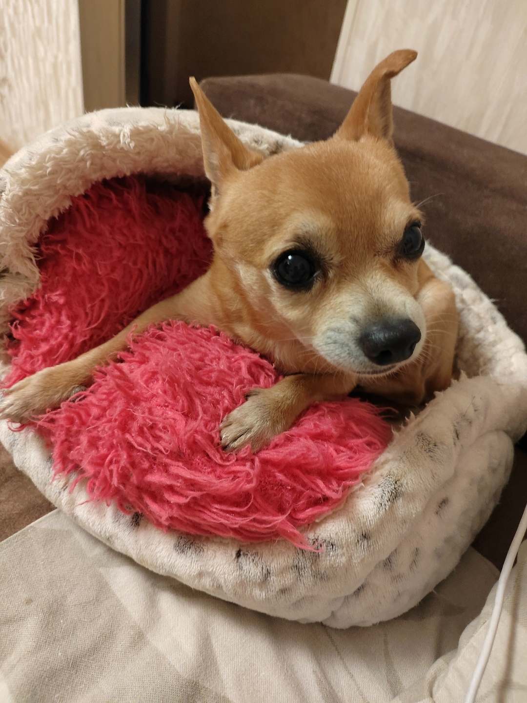 Пропала собака в Смоленске — фото объявления