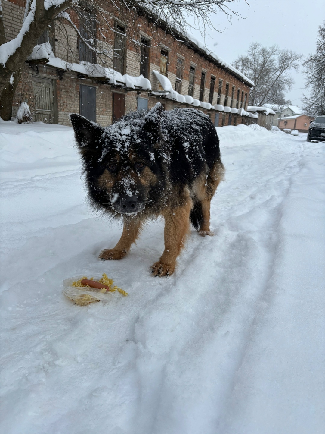 Пропала собака в Смоленске — фото объявления