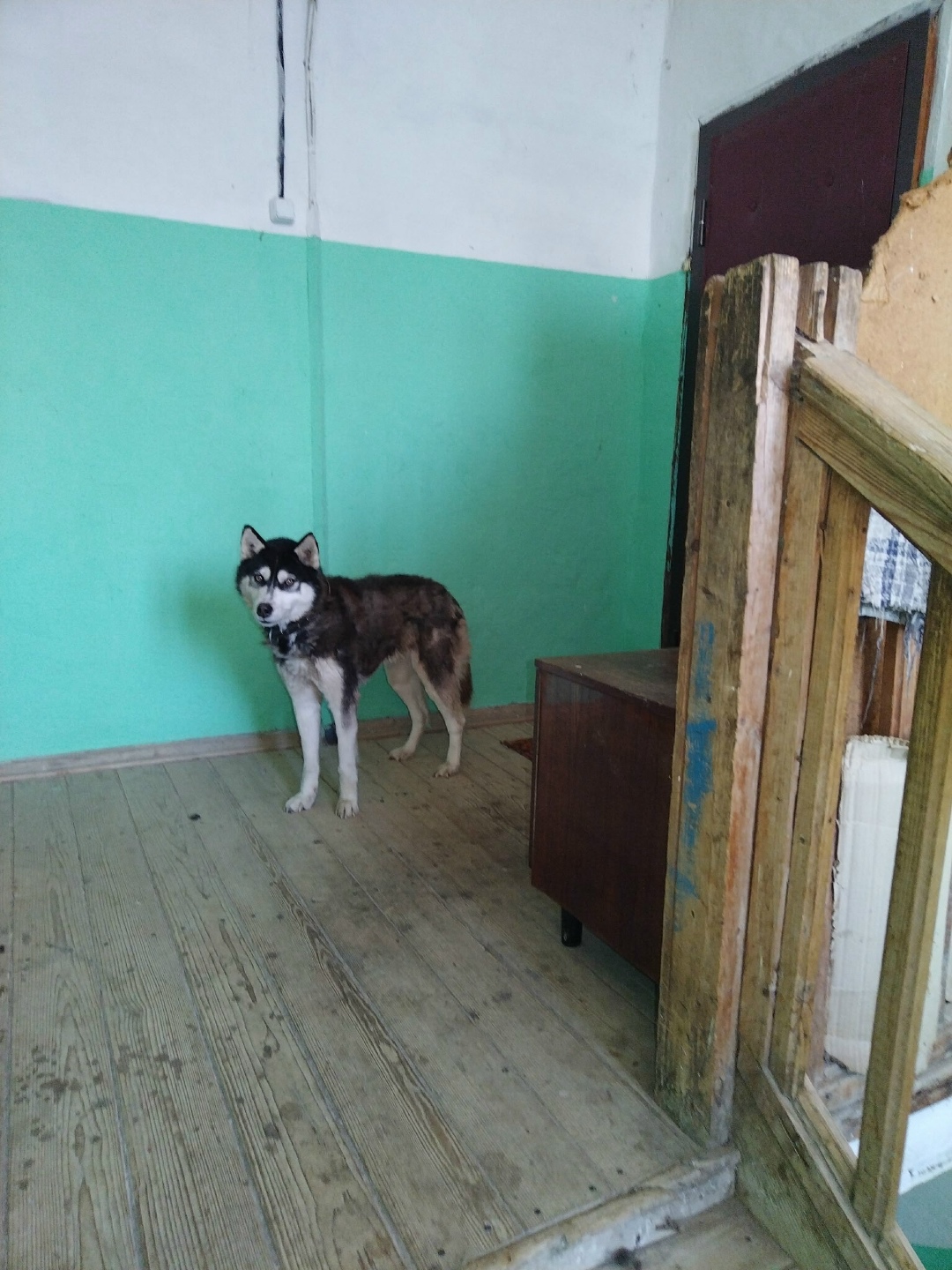 Найдена собака в Смоленске — фото объявления