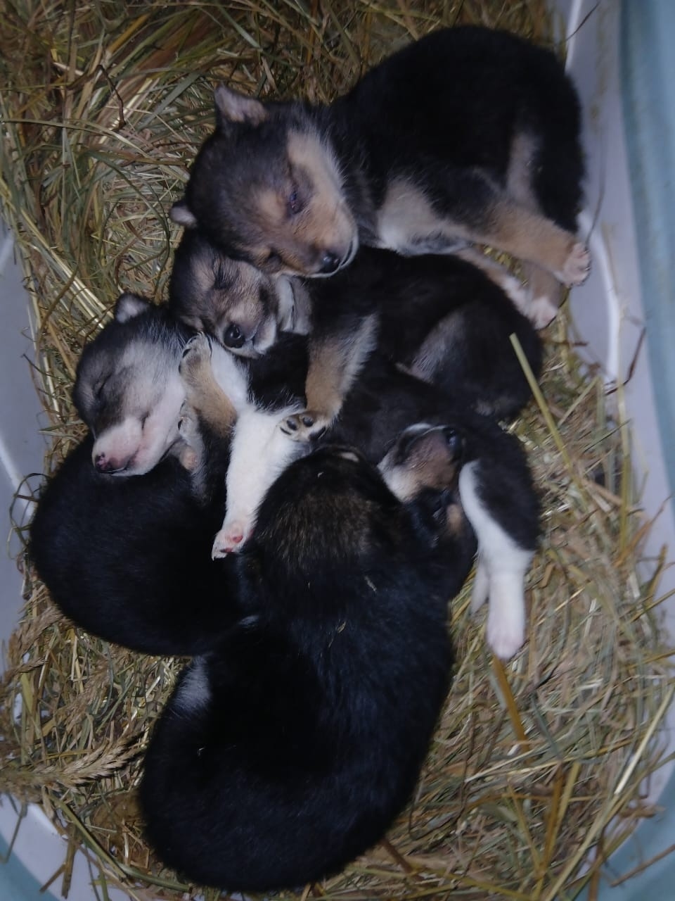 Найдена собака в Смоленске — фото объявления