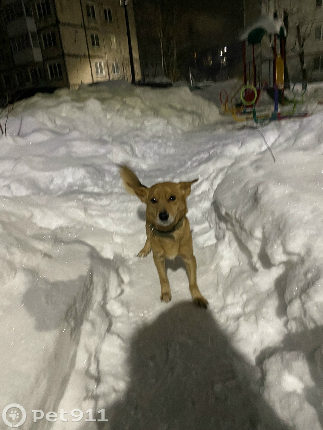 Найдена собака в Смоленске — фото объявления