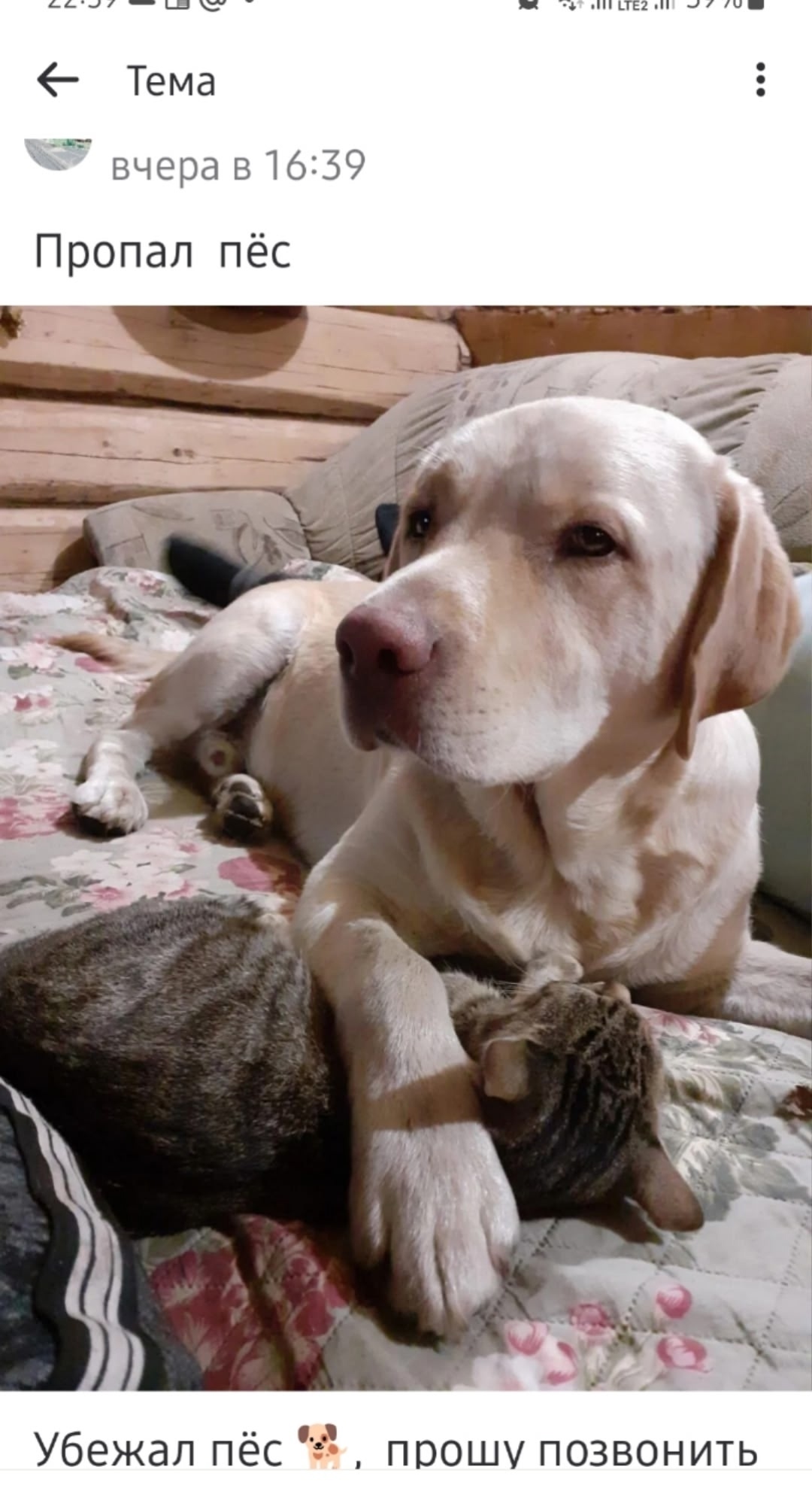 Найдена собака в Смоленске — фото объявления