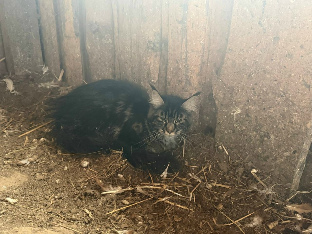 Найдена собака в Смоленске — фото объявления